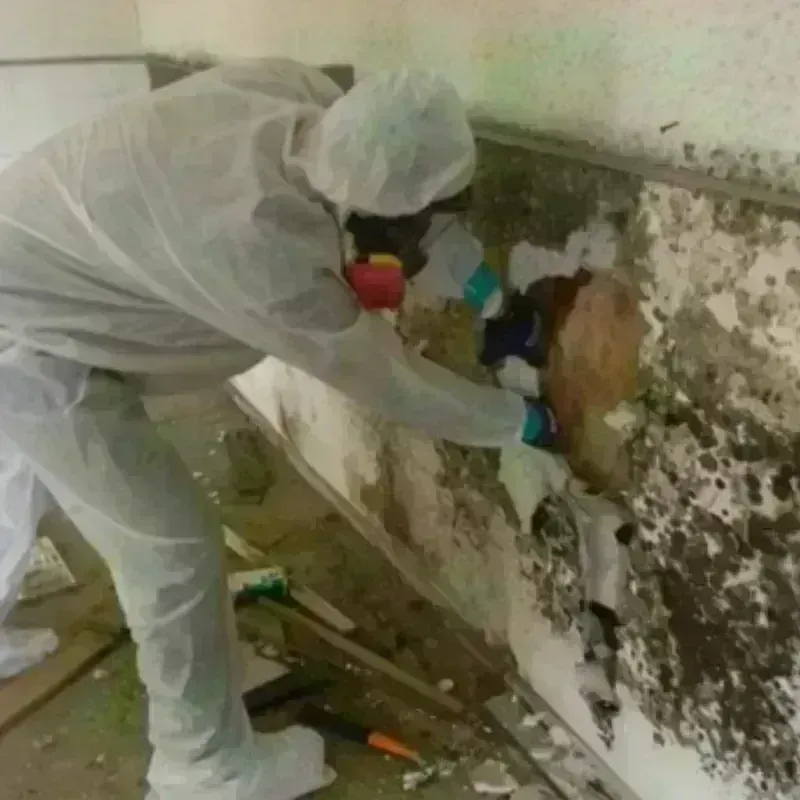 Mold Remediation and Removal in Industry, PA